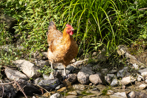 Domestic Chicken
