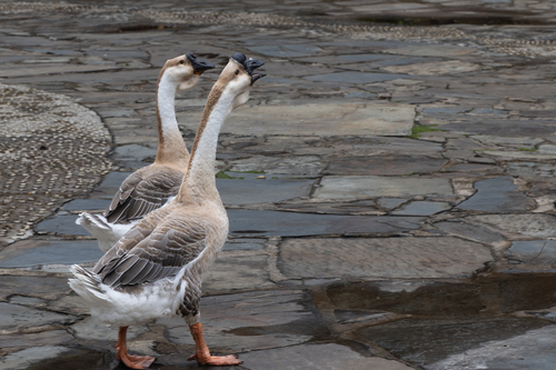 Domestic Swan Goose
