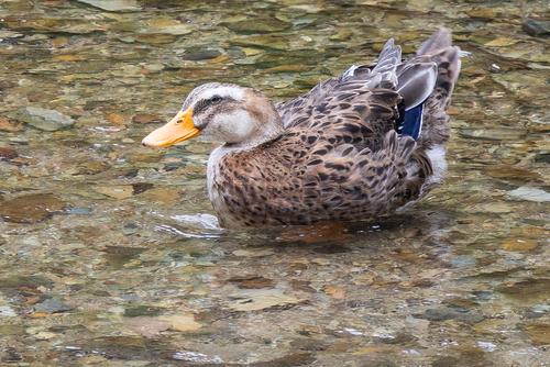 Domestic Mallard
