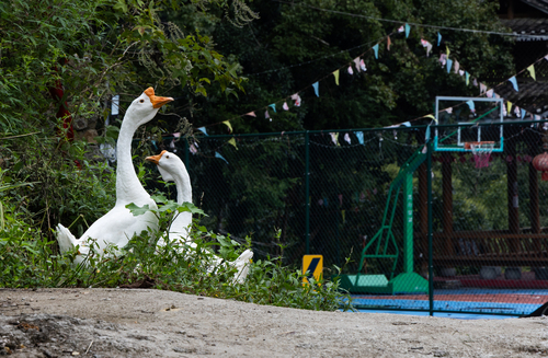 Swan Goose