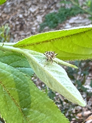 Phymata fasciata