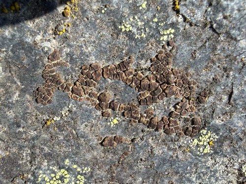 brown cobblestone lichen