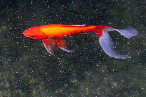 Goldfish