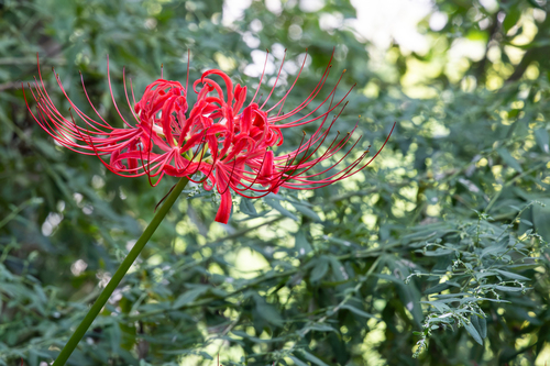 red spider lily