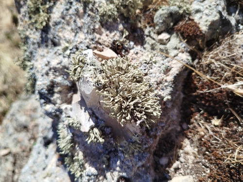Ramalina capitata