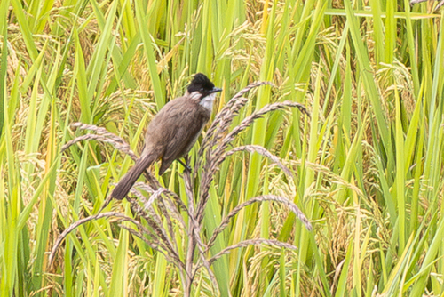 Brown-breasted Bulbul