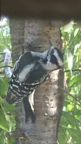 Downy Woodpecker