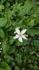 Rubus flagellaris