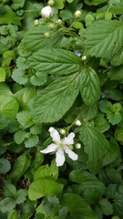 Rubus flagellaris