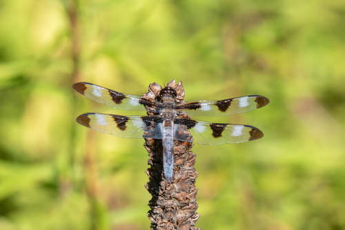 Twelve-spotted Skimmer