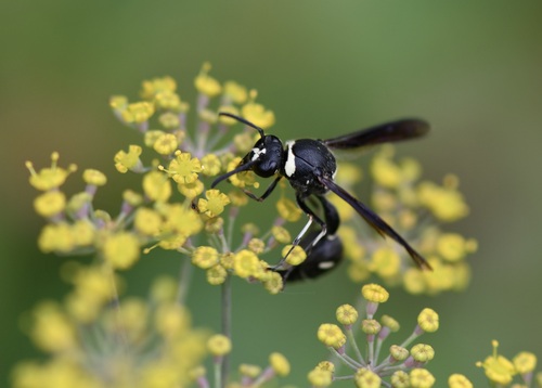 Eumenes fraternus