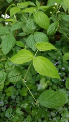 Rubus flagellaris