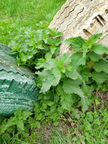 great stinging nettle