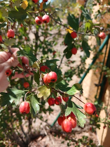 common hawthorn