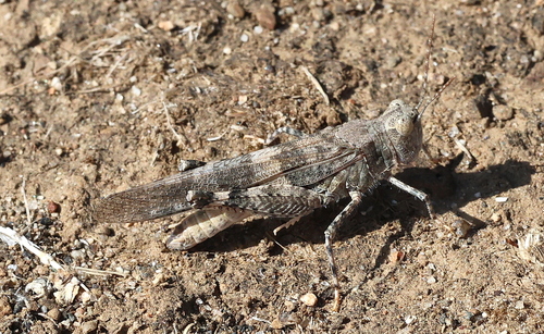 Pallid-winged Grasshopper
