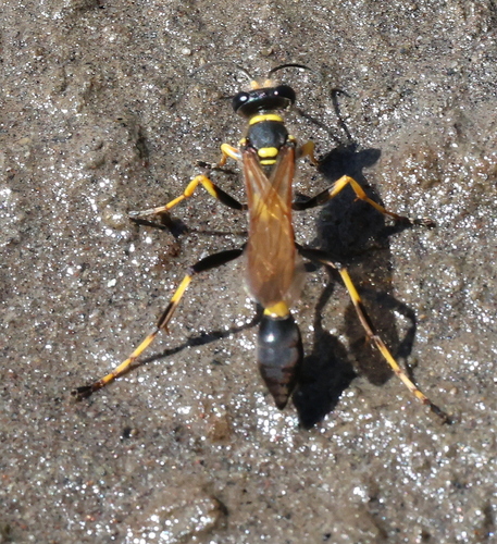 Yellow-legged Mud-dauber Wasp