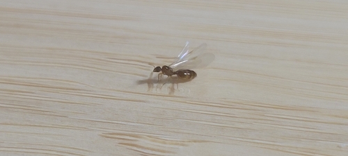 Common American Thief Ant
