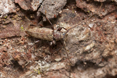 Opsimus quadrilineatus