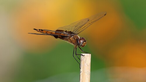 Red Saddlebags