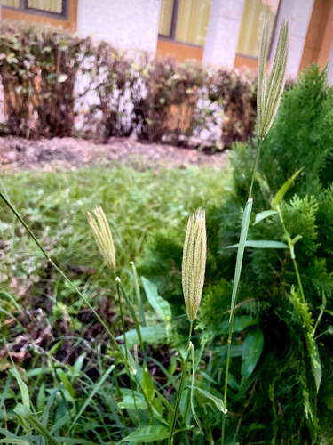 feather finger grass