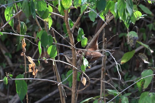 Brown Thrasher