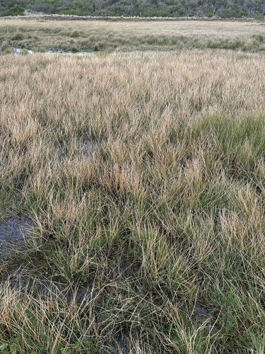 Eleocharis palustris waltersii