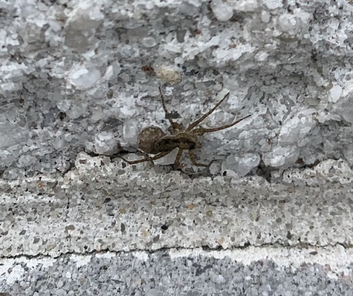 Shore Spider