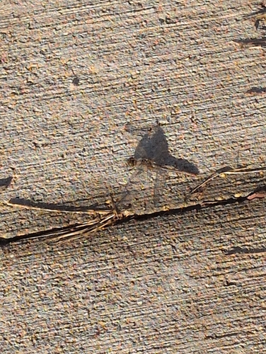 Variegated Meadowhawk