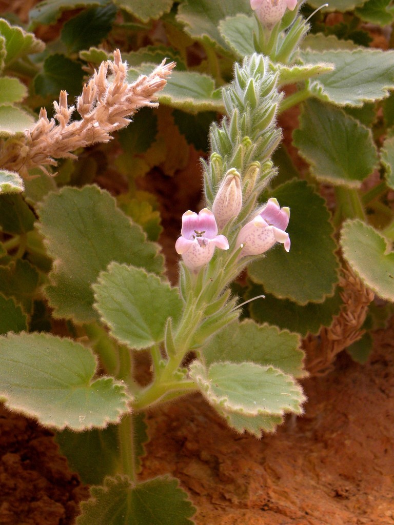 Lafuentea jeanpertiana