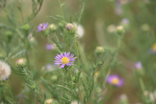 Machaeranthera tanacetifolia