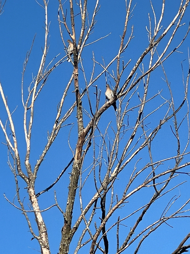 White-winged Dove