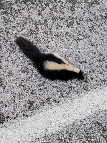 Striped Skunk