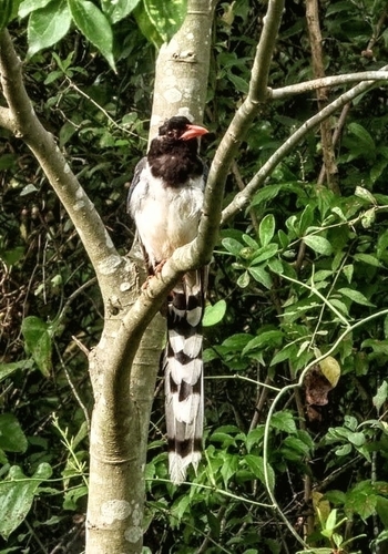 Red-billed Blue-Magpie