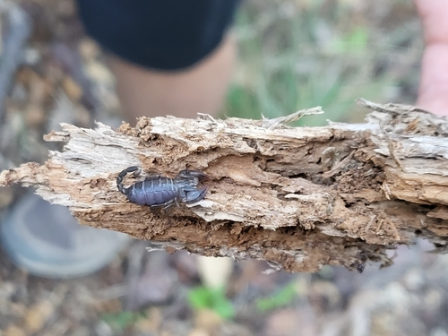 Italian scorpion