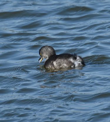Least Grebe