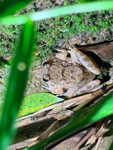 Hong Kong Rice-paddy Frog