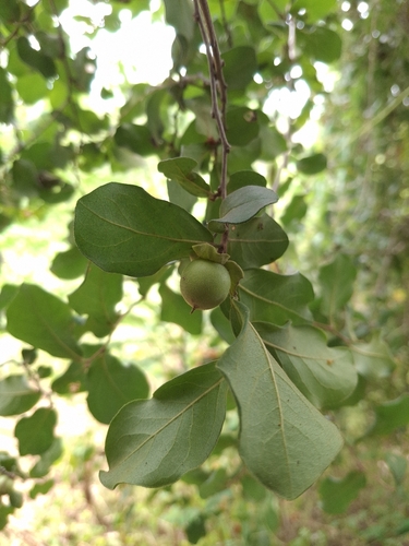 Willow Leaf Persimmon (Diospyros salicifolia)