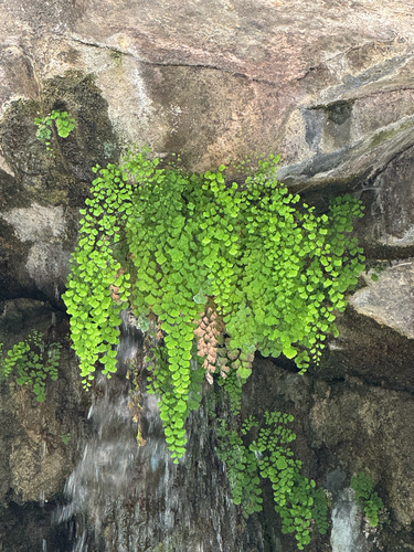 black maidenhair fern