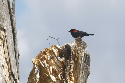 Red-winged Blackbird