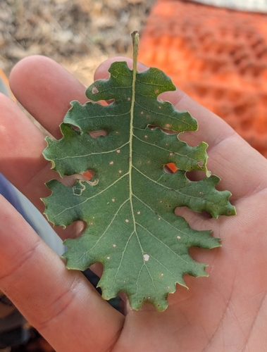 downy oak
