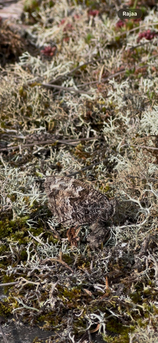 Grayling