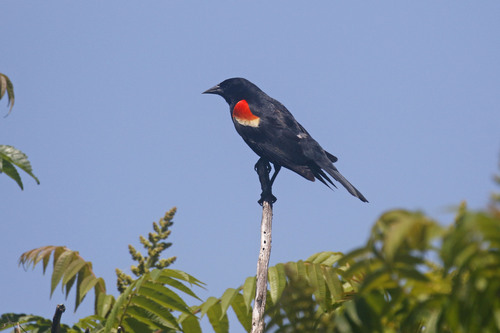 Red-winged Blackbird