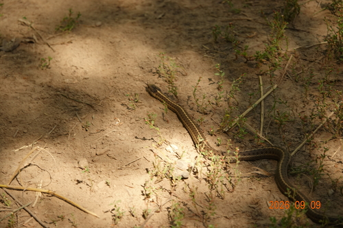 Western Terrestrial Garter Snake
