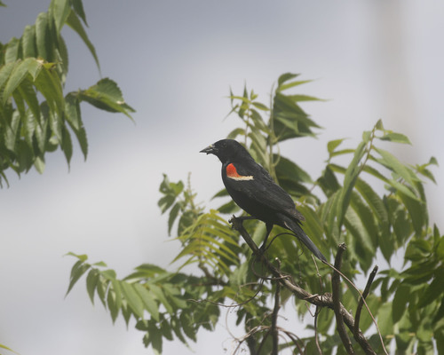 Red-winged Blackbird