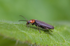 Cyrtomoptera