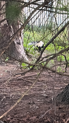 Striped Skunk