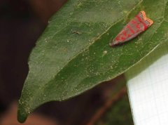 Dichomeris sandycitis