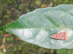 Dichomeris sandycitis