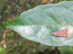 Dichomeris sandycitis