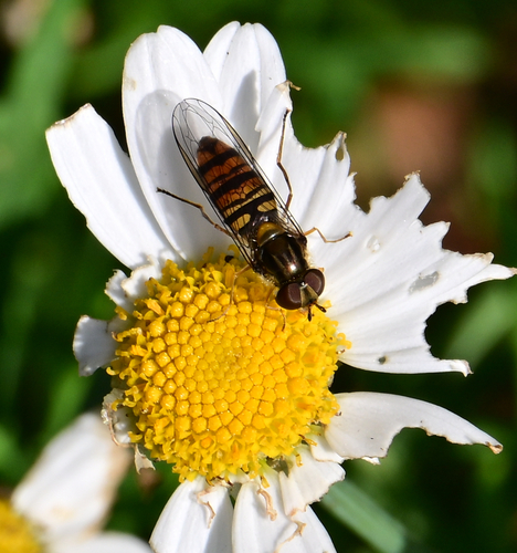 Marmalade Hover Fly